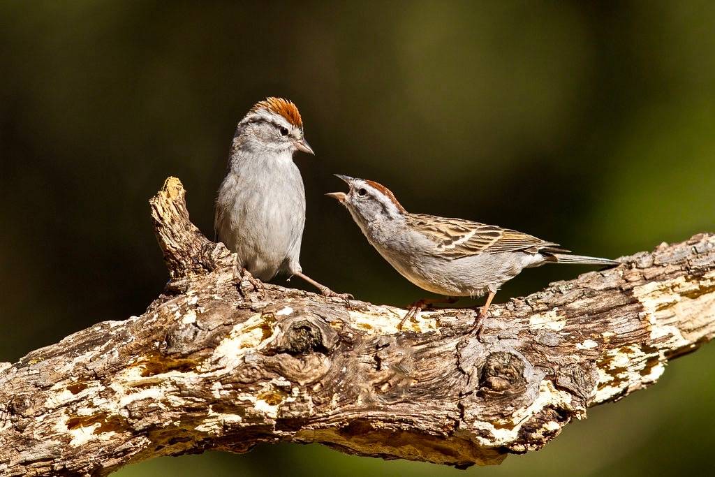 Chipping Sparrows by Mick Thompson1 is licensed under CC BY-NC 2.0